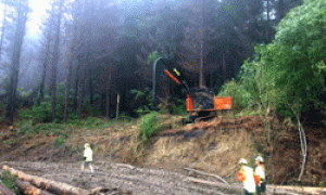Forestry-Resources-Project.gif