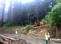 Forestry-Resources-Project.gif
