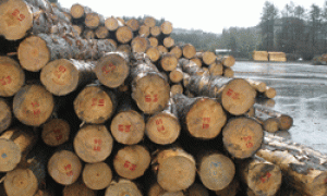 Forestry-stock-photo-web.gif