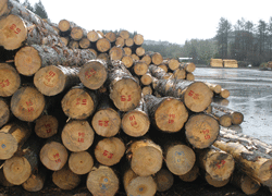 Forestry-stock-photo-web.gif