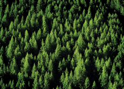 forestry-stock-image-web.gif